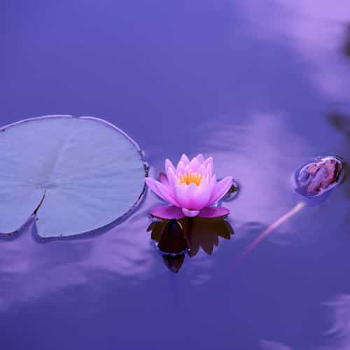 10019%20Evolving%20Minds