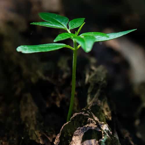 10011%20Evolving%20Minds